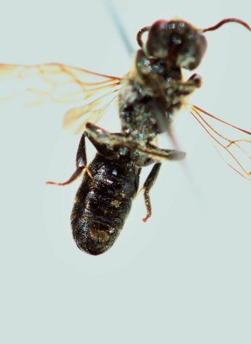Chelostoma distinctum